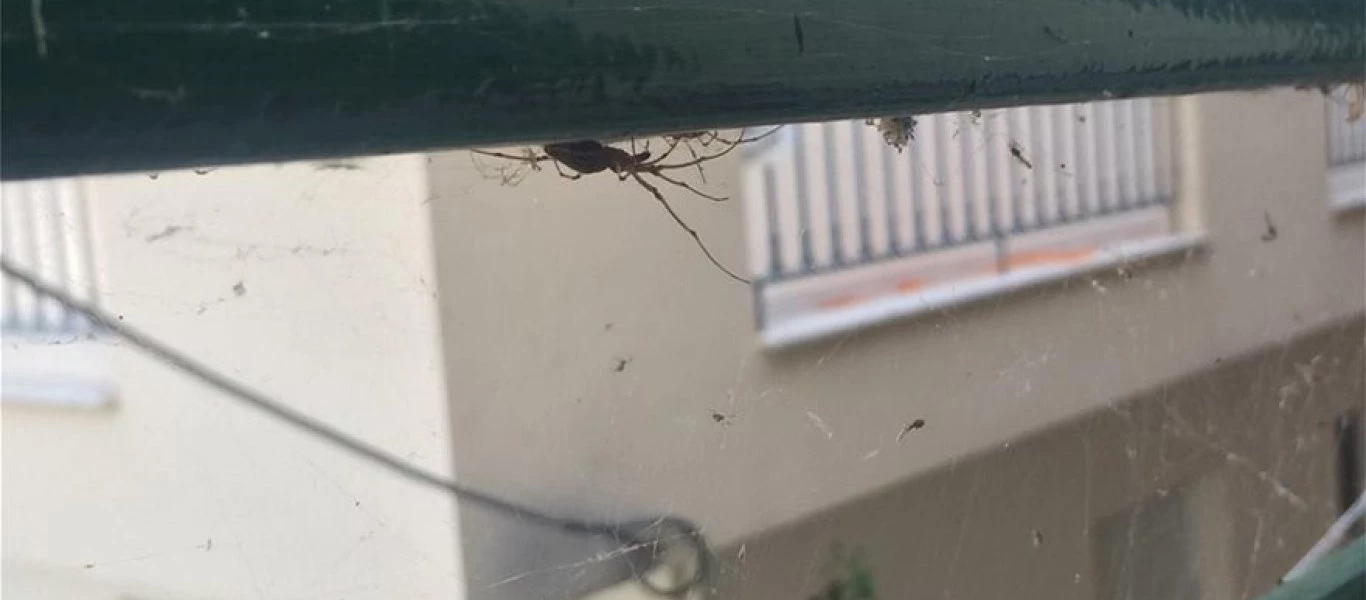 Σε εφιάλτη εξελίσσεται το φαινόμενο στο Αιτωλικό - Και σπίτια πιάστηκαν στον ιστό των αραχνών (φώτο)